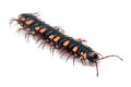 Polydesmus sp. Nigeria adult